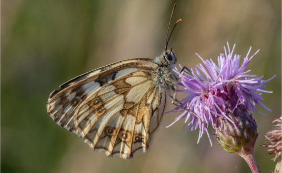 8 - Female Marbled White Butterfly In Vinters Valley Nature Reserve Maidstone