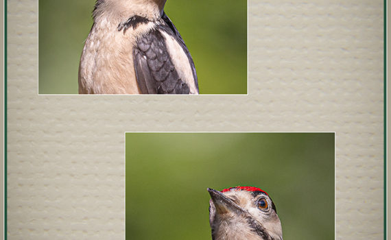 80 - Woodpecker Portraits