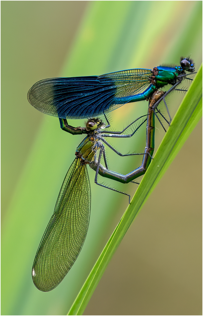 3rd Place - Mating Pair of Banded Demoiselles (Calopteryx Splendens) by Ben Kirby