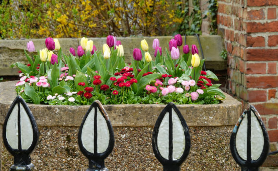 12 Tulips
