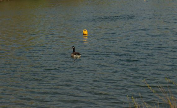 16 Going Round The Buoy