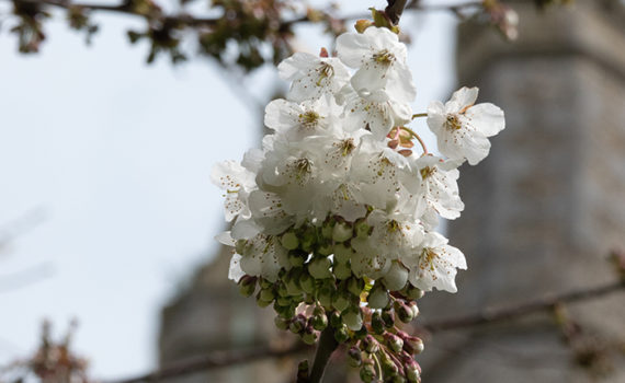 29 Blossom in the Churchyard