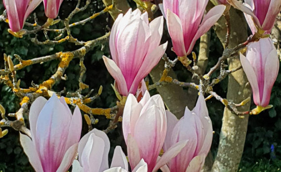 Magnolia