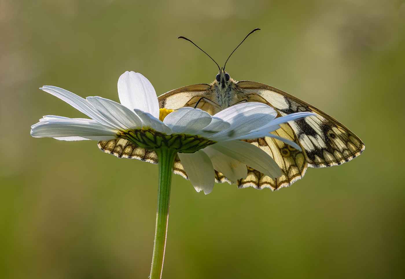 1st Place - Backlit marbled white on oxeye daisy by Jason Boswell