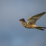 1st Place - Female Kestrel Hunting by Heather Bailey