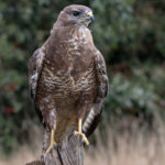 3rd Place - Buzzard by Roger Parker