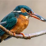 2nd Place - Female Kingfisher With Catch by Ben Kirby