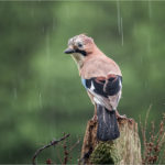 1st Place - Jay in the rain by Sue Istead