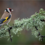 2nd Place - Goldfinch and Lichen by Chris Moncrieff LBAPA CPAGB LRPS EFIAP S GMAPS