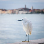 3rd Place - Little Egret Egretta garzetta at home in the city by Roger Marks LRPS