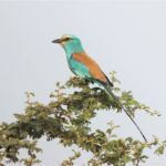 1st Place - Abyssinian Roller Coracias abyssinicus by Dawn Tierney