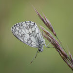 2nd Place - Marbled White (Melanargia galathea) at roost by Jason Boswell