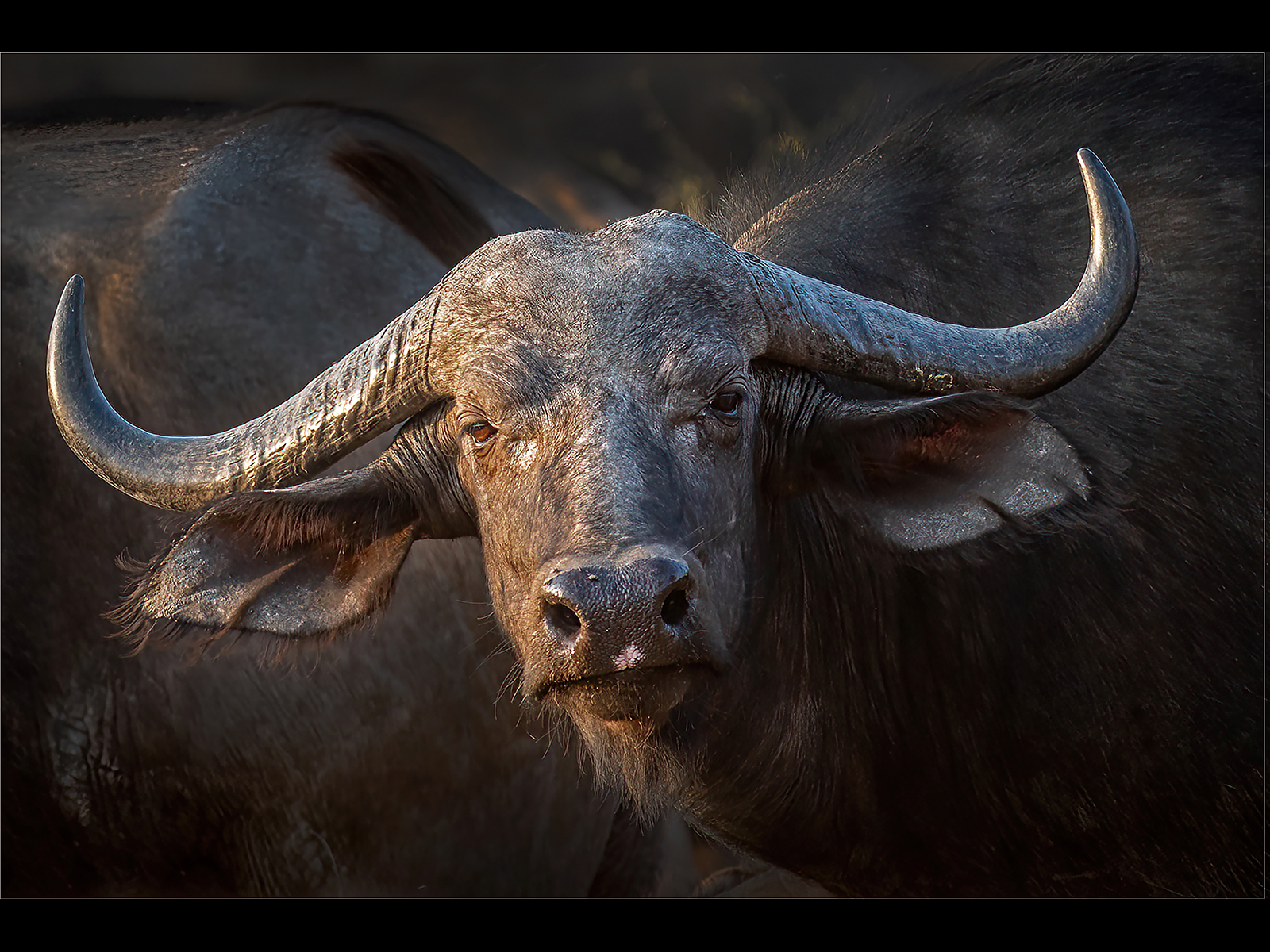 3rd Place - African Buffalo Syncerus Caffer by Chris Moncrieff LBAPA CPAGB LRPS BPE4 EFIAP G GMAPS