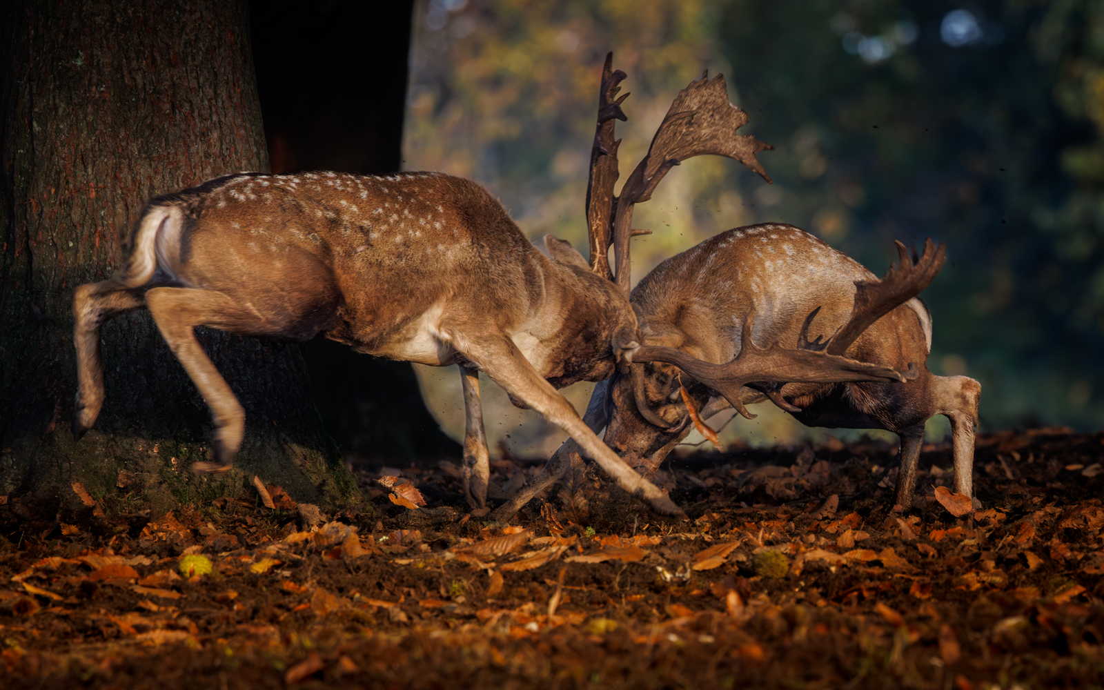 2nd Place - Rutting Knole Park by Gary Neave