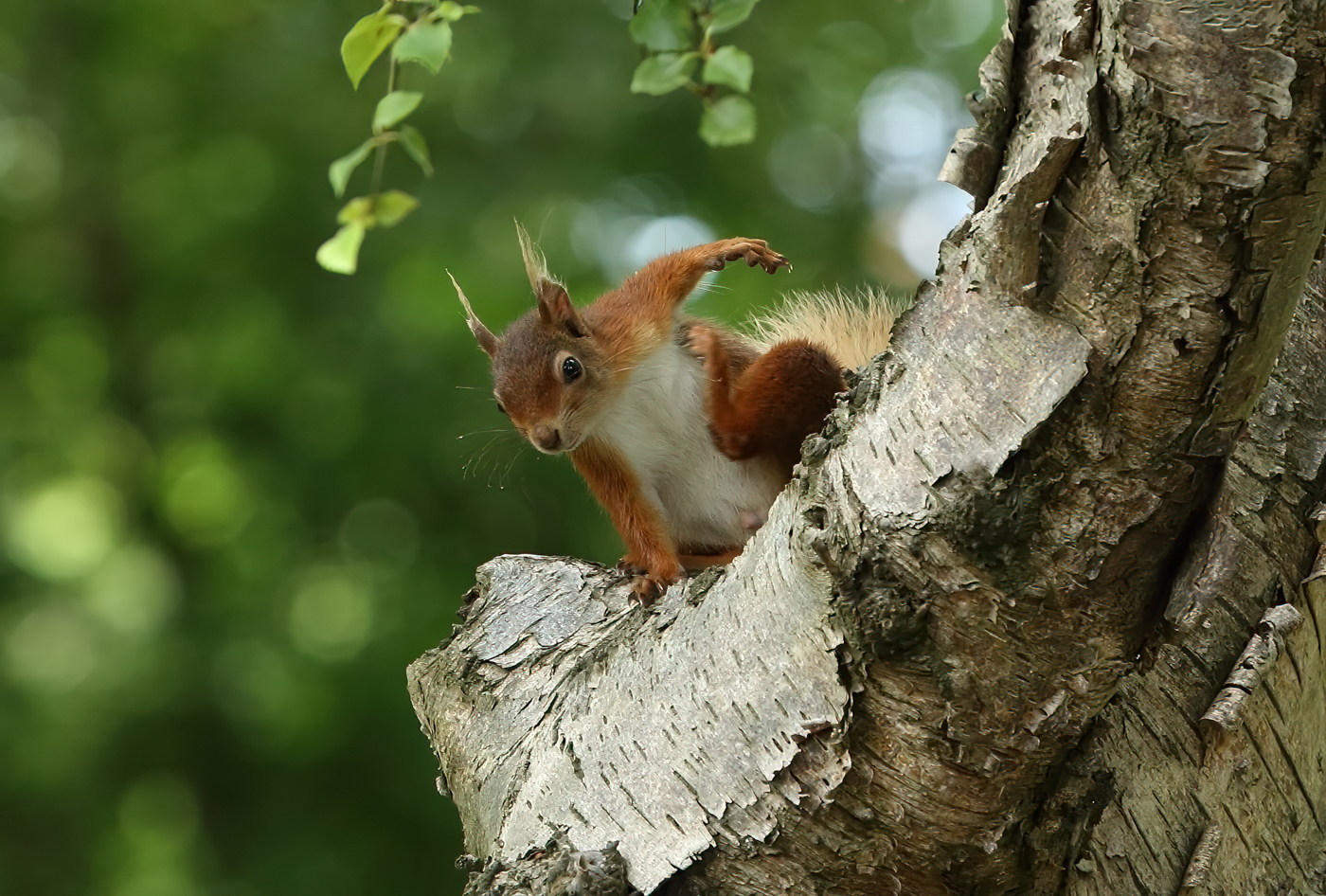 1st Place - Red Squirrel Sciurus vulgaris by Richard Baldwin LPSNZ