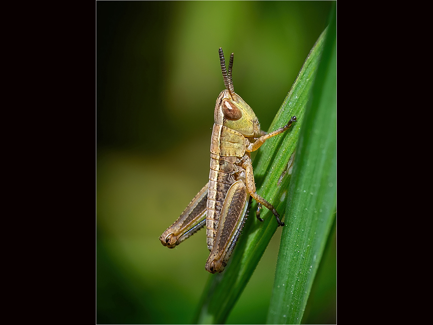 2nd Place - Meadow Grasshopper Pseudochorthippus parallelus by Chris Moncrieff LRPS LBAPA CPAGB EFIAP G MAPS, BPE4