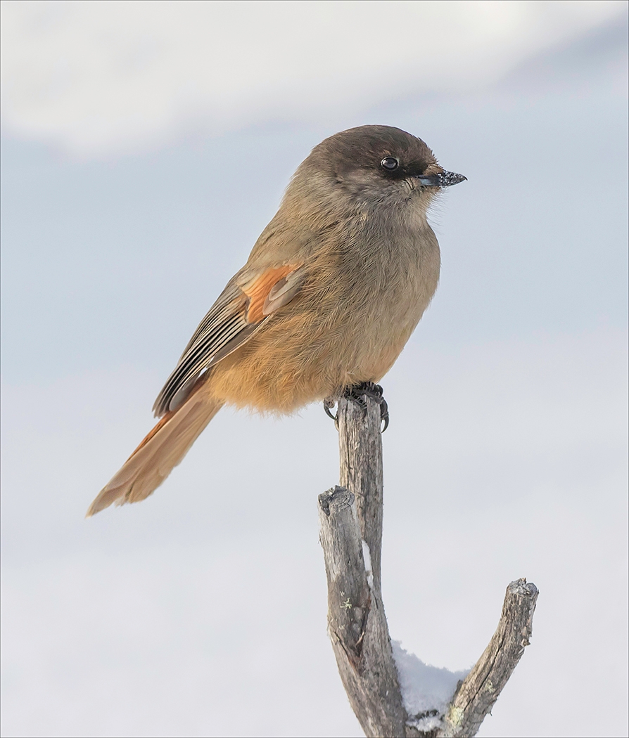 1st Place - Siberian Jay Perisoreus infaustus by Roger Parker DPAGB