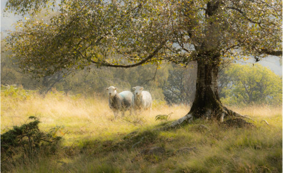 And Dream of Sheep