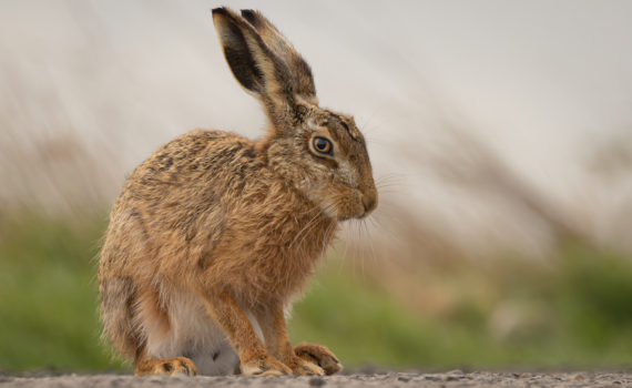 Brown hare (Lepus euopaeus)