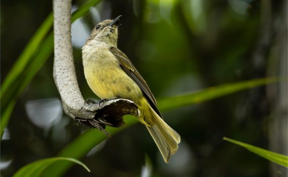 Golden Whistler