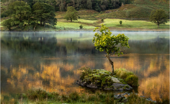 Lone Tree Rydal Water