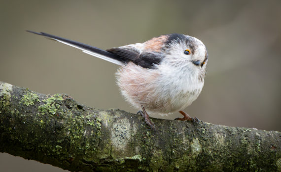 Long tailed tit (Aegithalos caudatus)