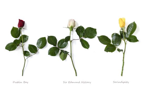 My three favourite roses