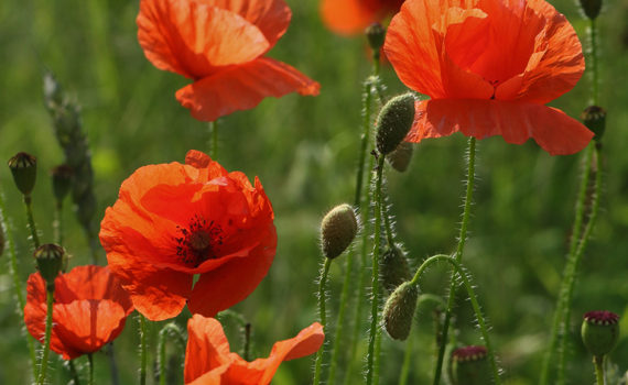 Poppies
