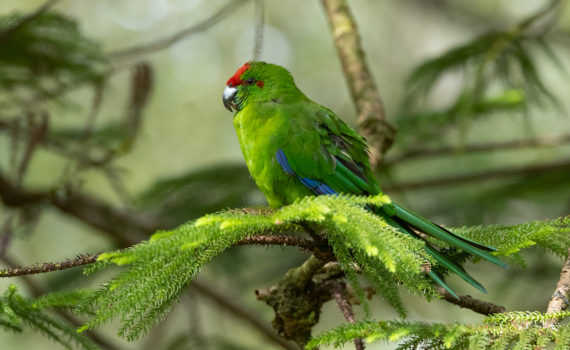 Red-fronted parakeet or Green Parrot (Cyanoramphus cookii)