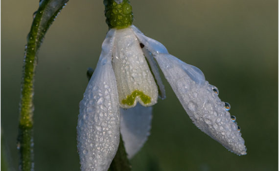 The Snowdrop