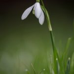 1st Place - Snowdrop by Gary Neave