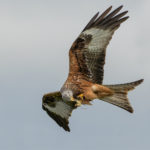 1st Place - Feeding Red Kite by Roger Parker DPAGB