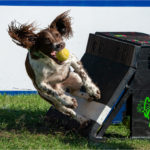 2nd Place - Springer Spaniel Catches Ball by Ben Kirby