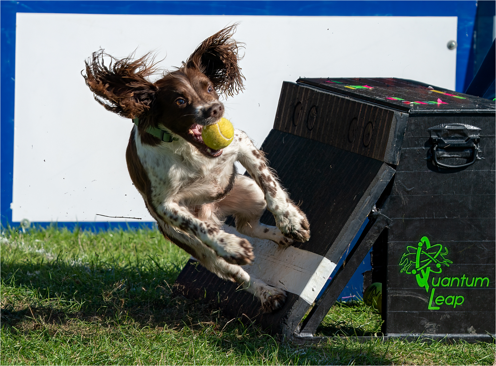 2nd Place - Springer Spaniel Catches Ball by Ben Kirby