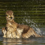 1st Place - Bathing Senegal Thick-knee by Roger Parker DPAGB