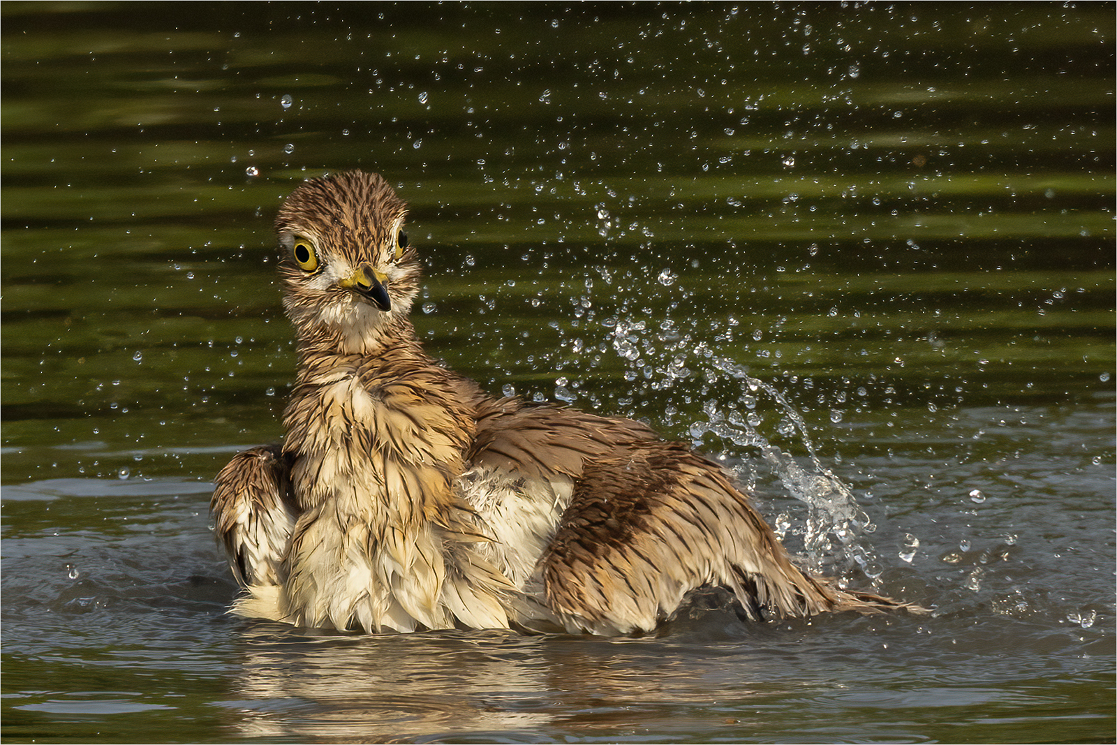 1st Place - Bathing Senegal Thick-knee by Roger Parker DPAGB