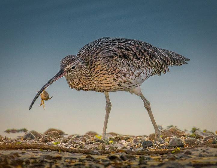 CURLEW AND CRAB by Sue Purveur – Scored 16 out of 20