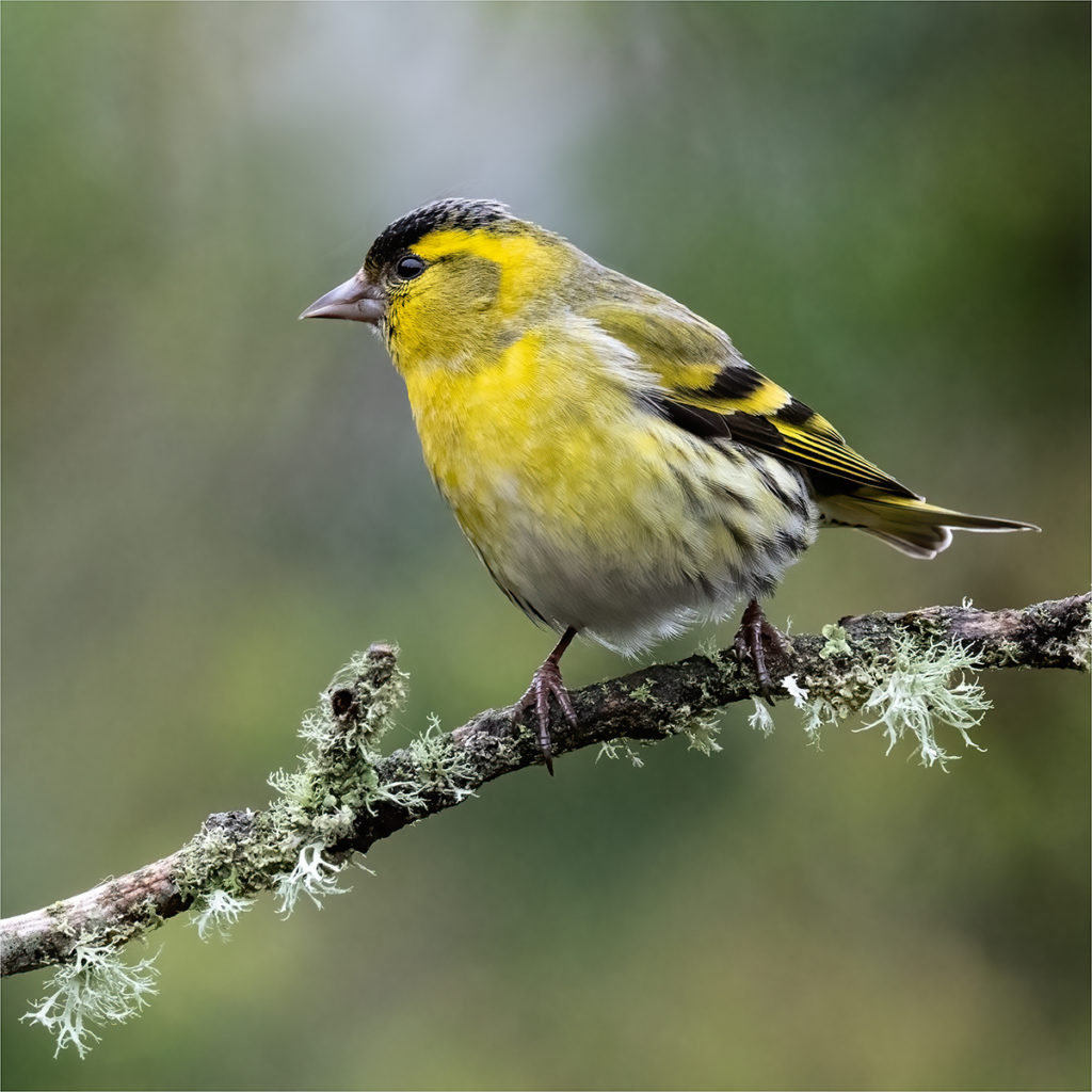 MALE SISKIN by Dawn Tierney – Scored 18 out of 20