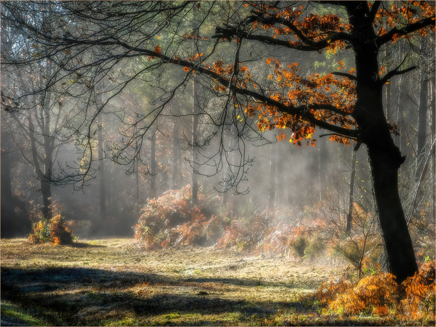 MISTY MORNING, HEMPSTEAD FOREST by Ray Bridges LRPS CPAGB ADPS BPE4 AFIAP Hon CPE – Scored 20 out of 20
