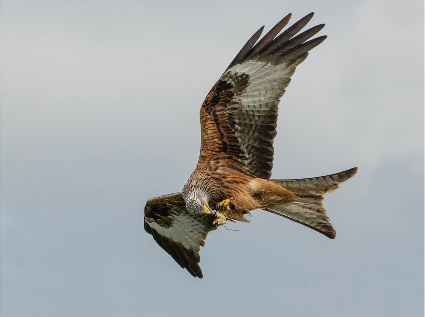 RED KITE by Roger Parker DPAGB – Scored 20 out of 20