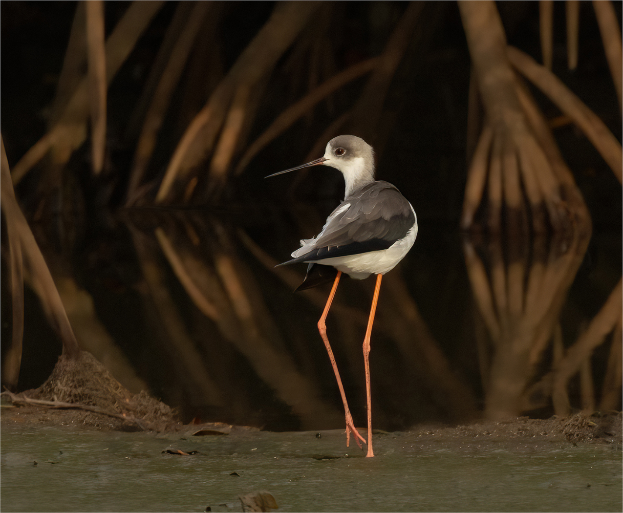 THE STILT by Roger Parker DPAGB – Scored 20 out of 20