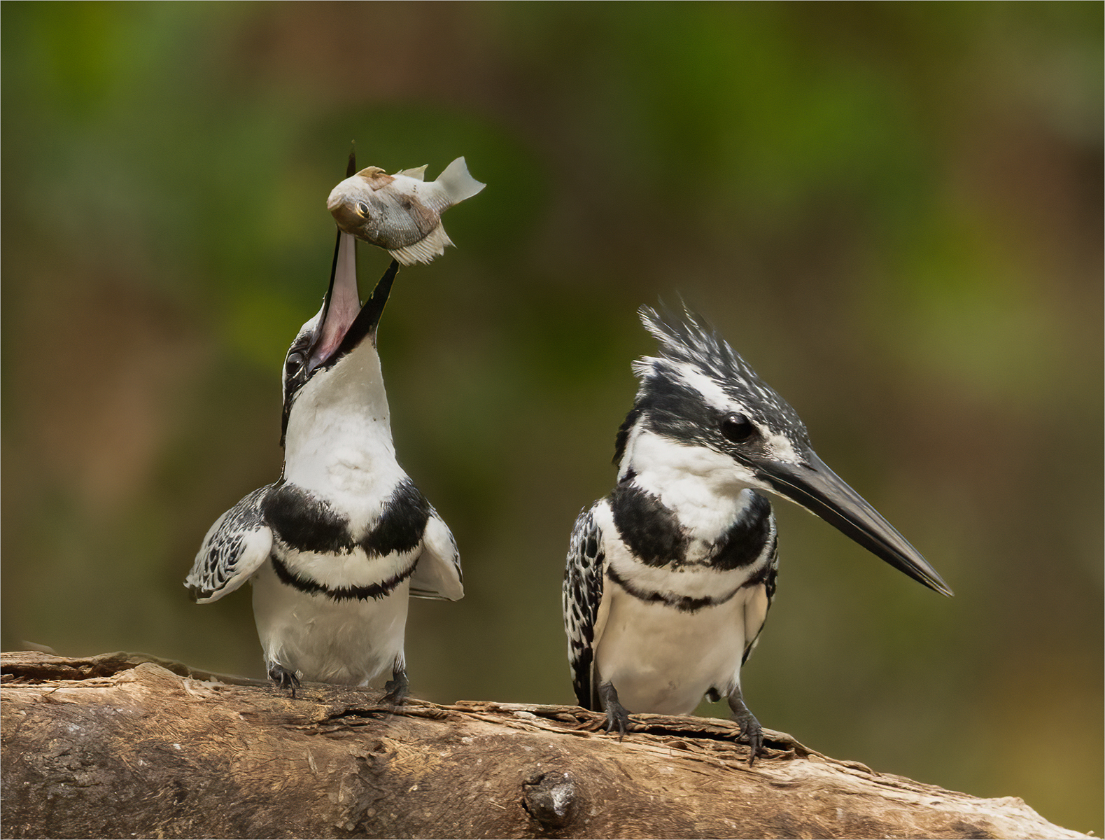 3rd Place - pair of Pied Kingfishers (Ceryle rudis) by Roger Parker DPAGB