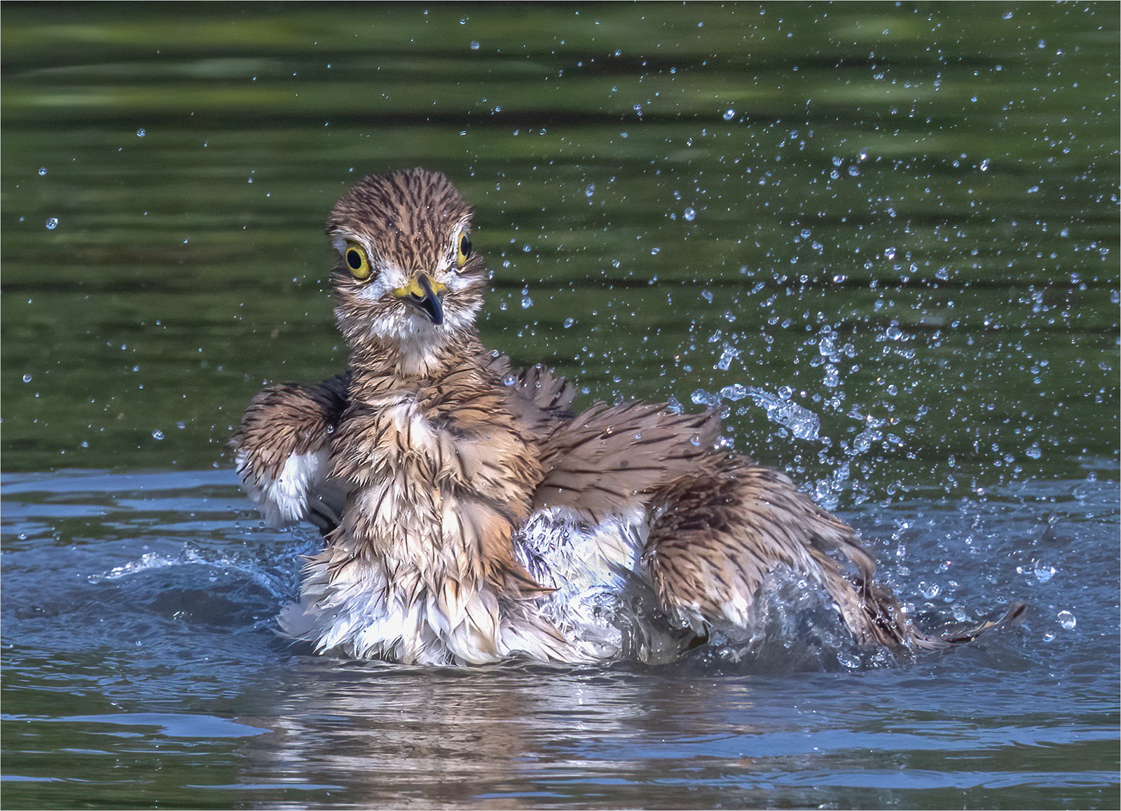 1st Place - Thick-knee bathing (Burhinus senegalensis) by Dawn Tierney