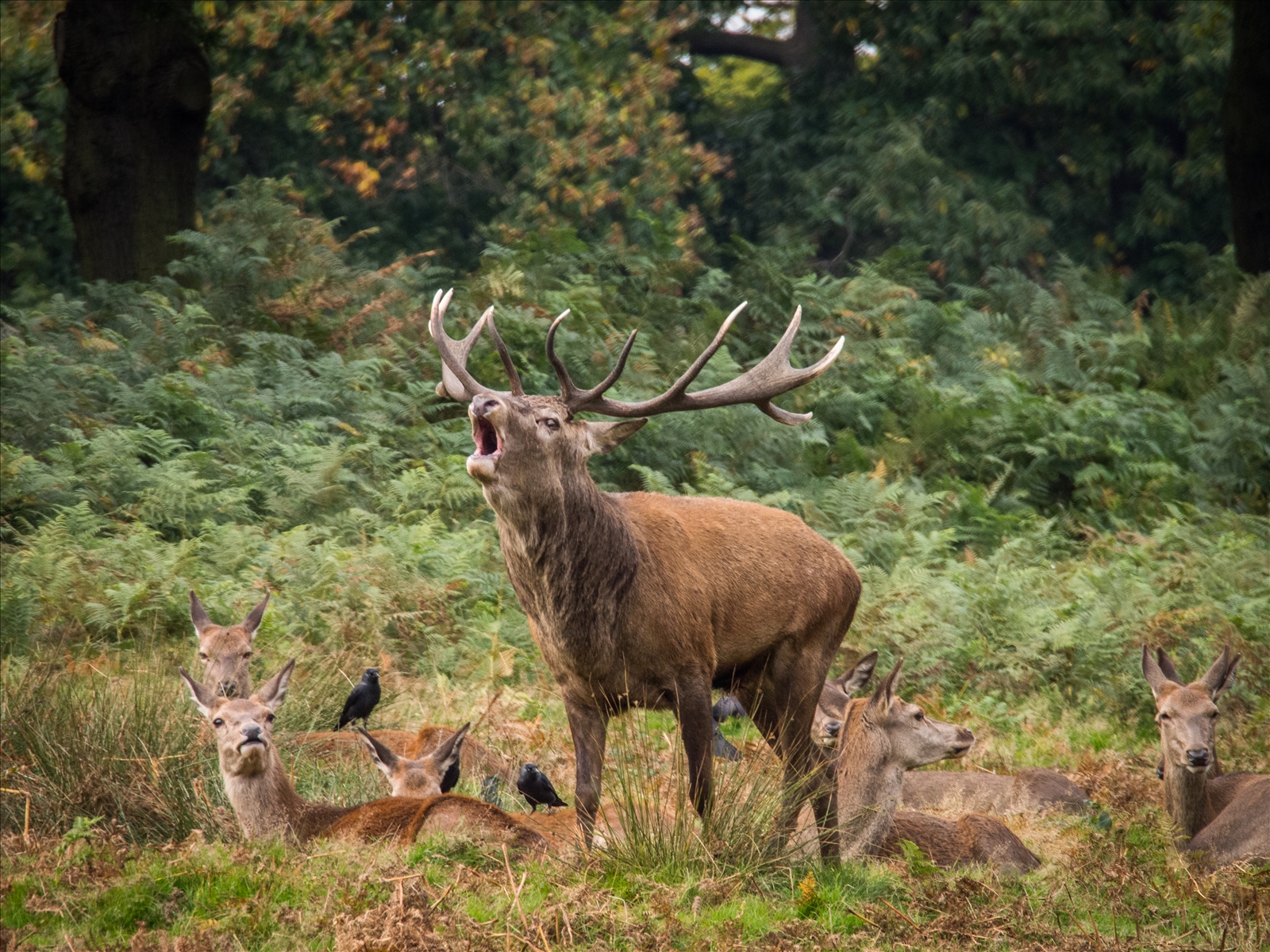 2nd Place - Male Red Deer guarding his females (Cervus elaphus) by Sue Istead