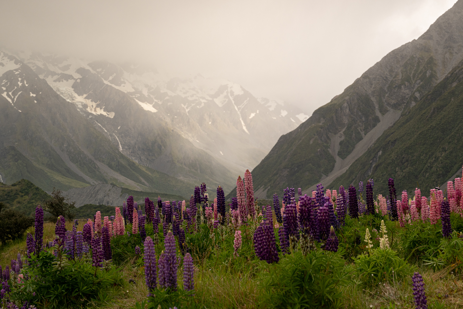 3rd Place - Wild Lupins Mount Cook National Park by Heather Bailey
