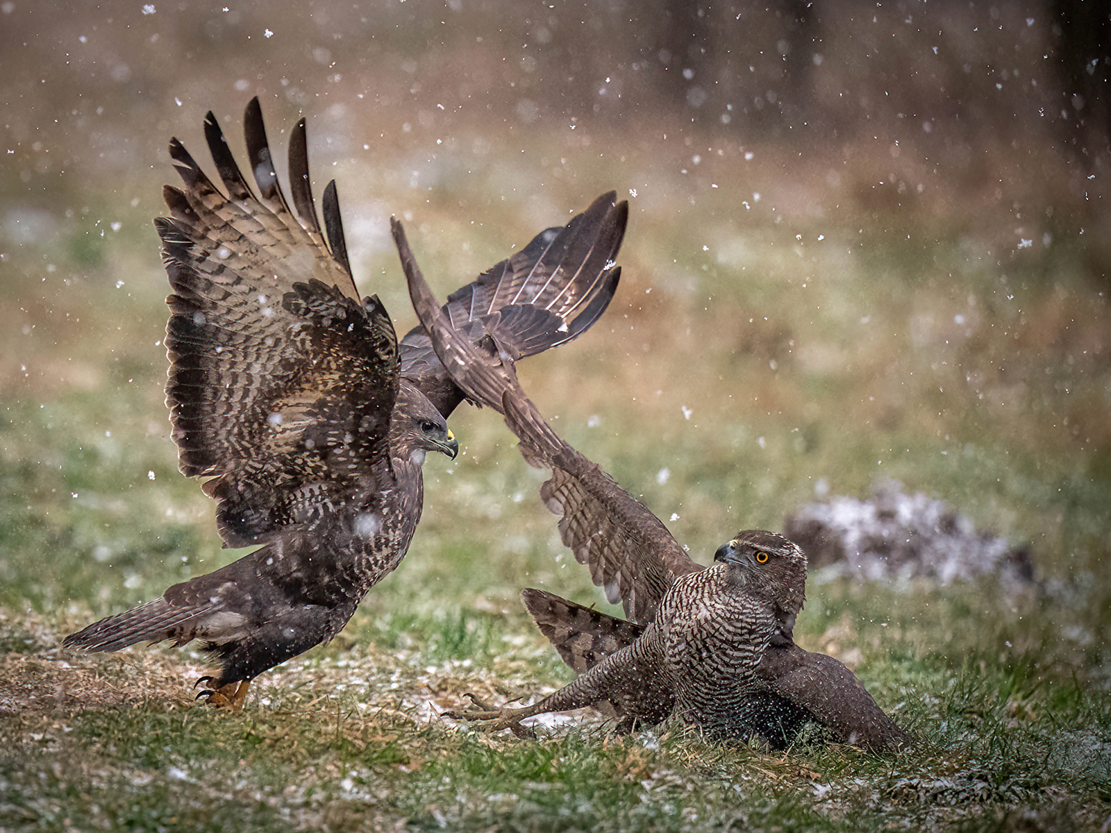 1st Place - Common Buzzard (Buteo buteo) Attacking European Goshawk (Astur Gebtills) by Chris Moncrieff LBAPA CPAGB LRPS EFIAP g BPE4 Gm GAPS