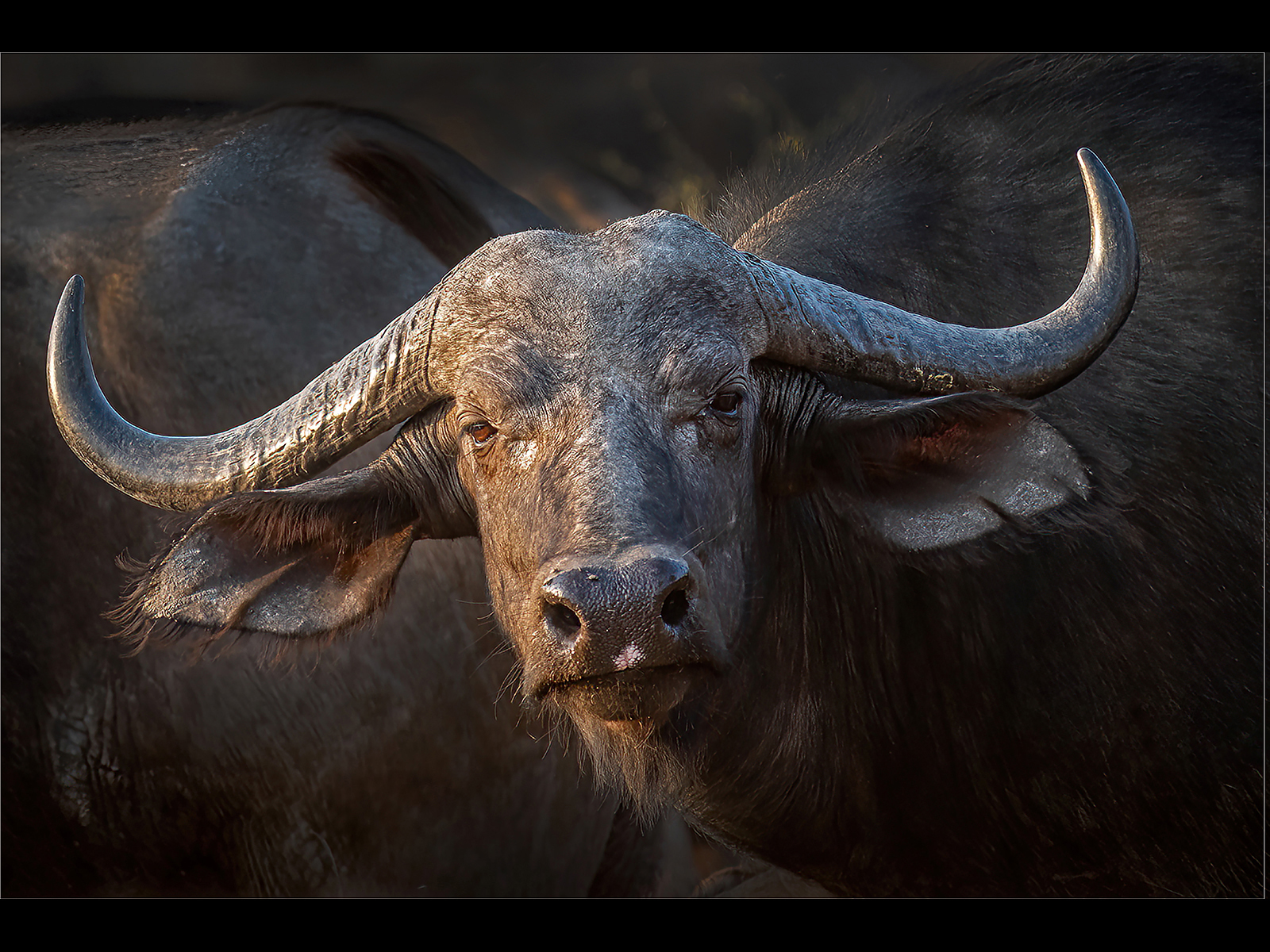 2nd Place - African Buffalo (Syncerus Caffer) by Chris Moncrieff LBAPA CPAGB LRPS EFIAP g BPE4 Gm GAPS