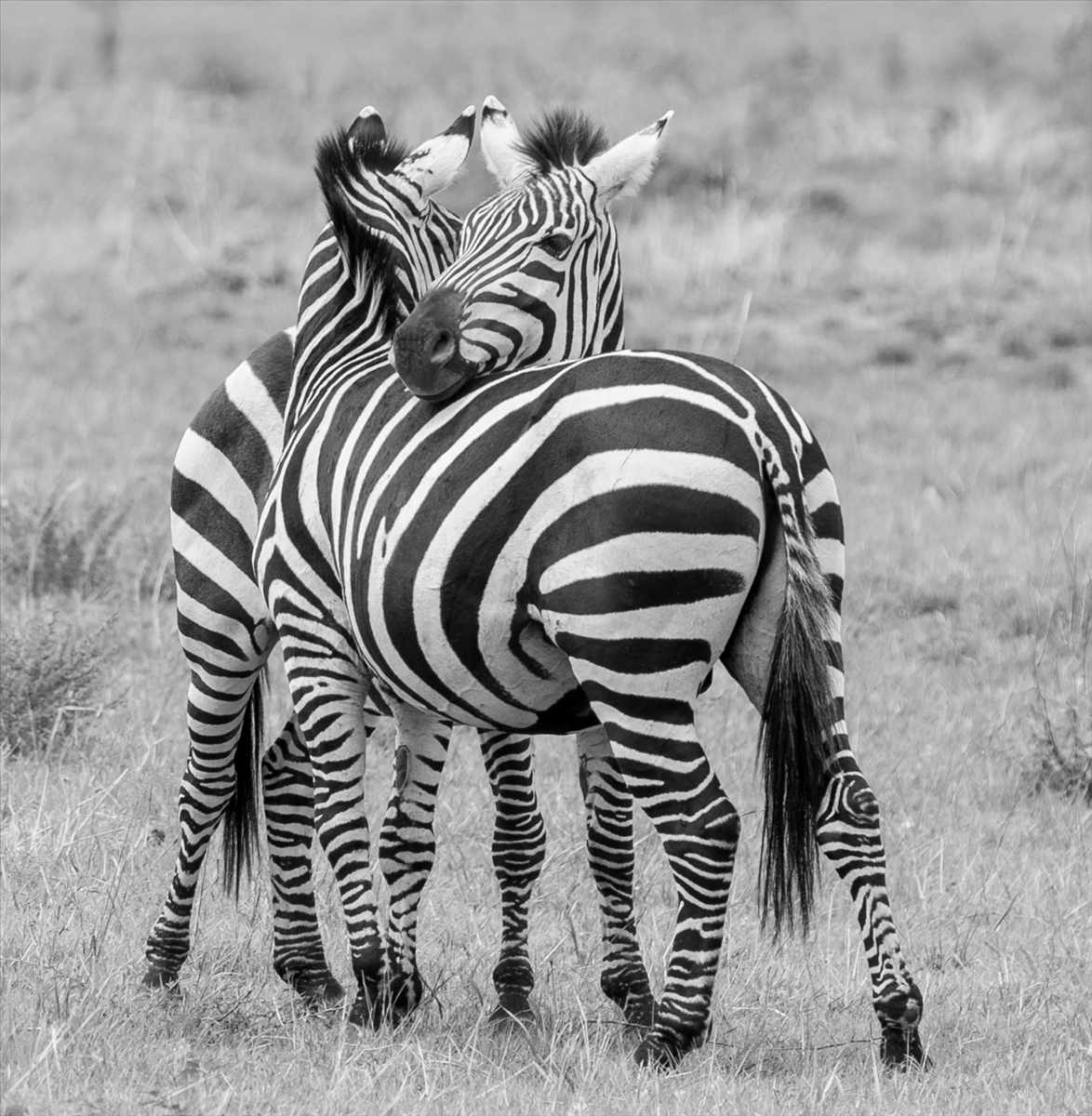 3rd Place - Plains Zebra (Equuus Quagga) by Tony MacAulay