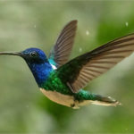 2nd Place - White-necked Jacobin Hummingbird In The Rain by Dawn Tierney CPAGB