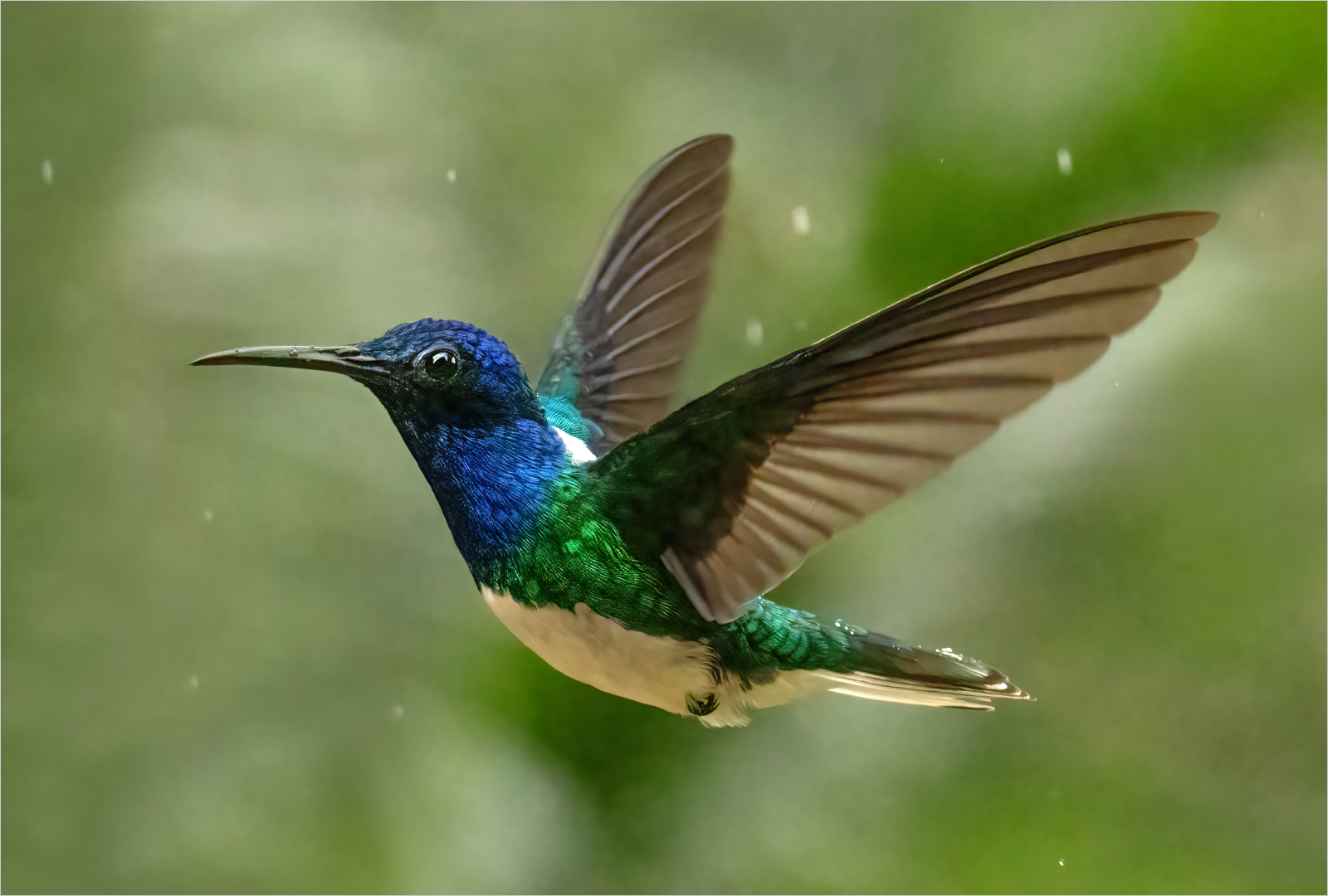 2nd Place - White-necked Jacobin Hummingbird In The Rain by Dawn Tierney CPAGB